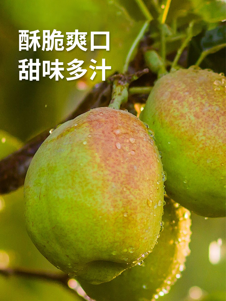 app-1000_750 梨3.jpg