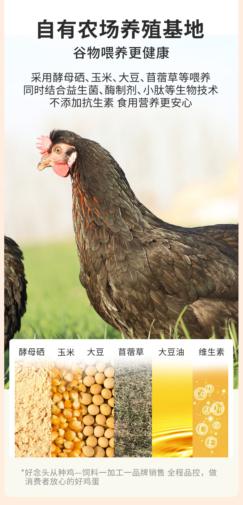 始祖黑鸡富硒鸡蛋详情页1_06.jpg